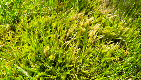 Kaip naikinti samanas ir piktžoles vejoje?